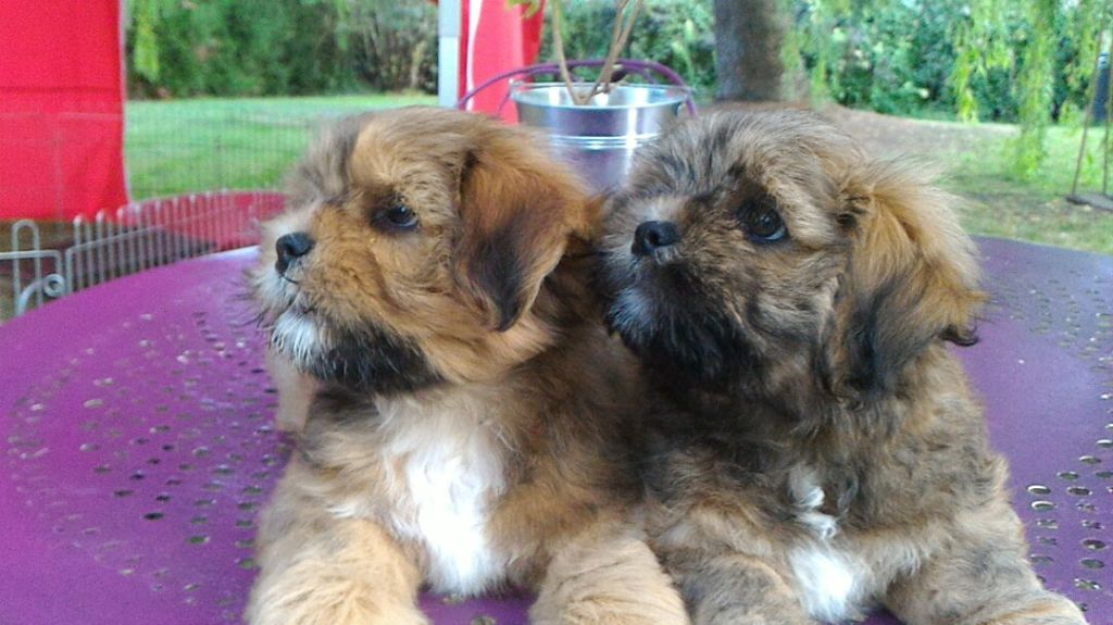 de la rivière de Jade - Lhassa Apso - Portée née le 26/06/2017